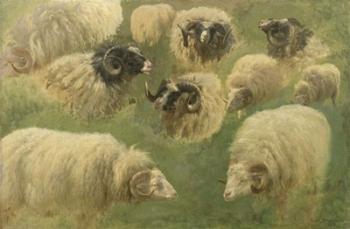 Black-Faced Ram and Sheep, 10 studies | Obraz na stenu