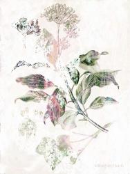 Boho Verbena Botanical | Obraz na stenu