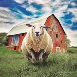 Sunday Afternoon Sheep Pose | Obraz na stenu