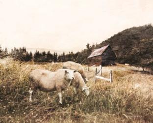 Sheep in the Meadow | Obraz na stenu