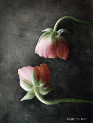 Contemporary Floral Pink Ranunculus | Obraz na stenu