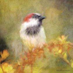Backyard Bird in Autumn | Obraz na stenu