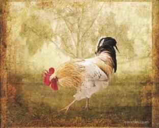 Vintage Scratching Rooster | Obraz na stenu