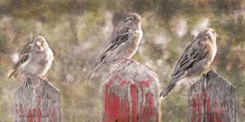 Birds on a Fence | Obraz na stenu