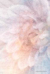Soft Dahlia Pastel Blue Lilac | Obraz na stenu