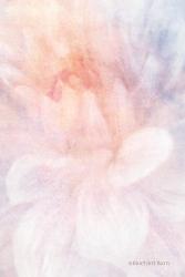 Soft Dahlia Pastel Peach Lilac | Obraz na stenu