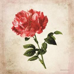 Vintage Bicolor Red Rose | Obraz na stenu
