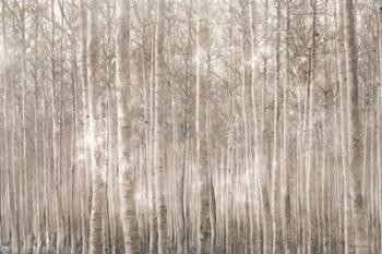 Birch Trees | Obraz na stenu