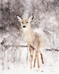 Deer in Winter Forest | Obraz na stenu