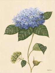 Blue Hydrangea | Obraz na stenu