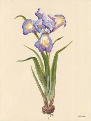 Blue Iris | Obraz na stenu
