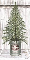 Galvanized Pot Fir | Obraz na stenu