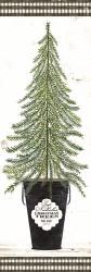 Fir Tree | Obraz na stenu