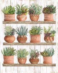 Succulents on Shelves | Obraz na stenu