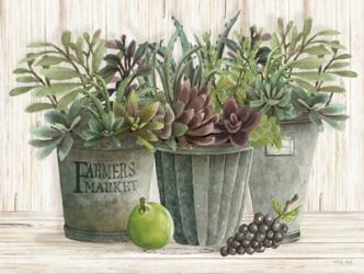 Farmer Market Succulent Harvest | Obraz na stenu