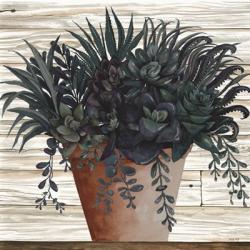 Remarkable Succulents I | Obraz na stenu
