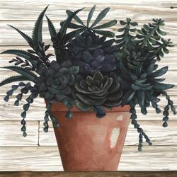 Remarkable Succulents III | Obraz na stenu