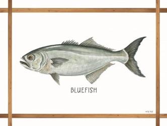 Bluefish on White | Obraz na stenu