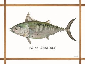 False Albacore on White | Obraz na stenu