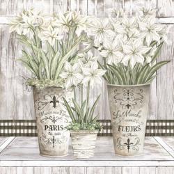 Amaryllis Multi Pots | Obraz na stenu