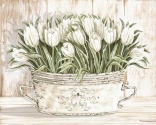 Tulips in White Chipped Pail | Obraz na stenu