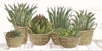 Succulent Baskets | Obraz na stenu