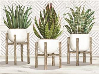 Succulent Trio on Stands | Obraz na stenu