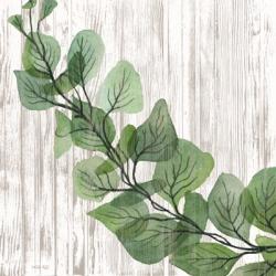 Eucalyptus on White | Obraz na stenu