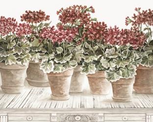 Potted Geranium Mix III | Obraz na stenu