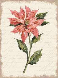 Poinsettia Botanical II | Obraz na stenu