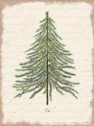 Fir Botanical | Obraz na stenu