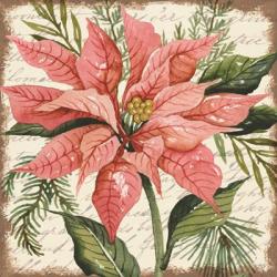 Peach Poinsettia Botanical | Obraz na stenu