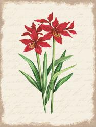 Red Amaryllis Botanical I | Obraz na stenu