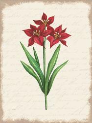 Red Amaryllis Botanical II | Obraz na stenu