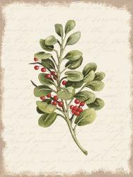 Berries Christmas Botanical | Obraz na stenu