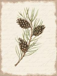 Pine Cone Botanical I | Obraz na stenu