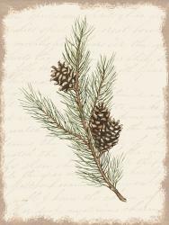 Pine Cone Botanical II | Obraz na stenu