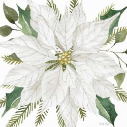 White Poinsettia | Obraz na stenu