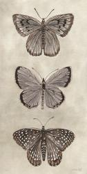 Antique Butterflies I | Obraz na stenu