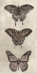 Antique Butterflies II | Obraz na stenu