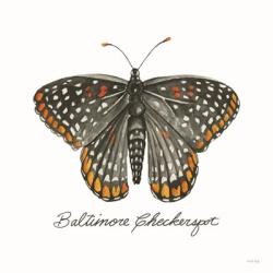 Baltimore Checkerspot | Obraz na stenu