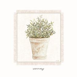 Fresh Rosemary | Obraz na stenu
