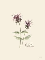 Bee Balm | Obraz na stenu