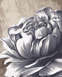 Charming Floral II | Obraz na stenu