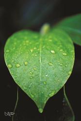 Green Leaf | Obraz na stenu