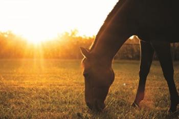 Sunset Grazing I | Obraz na stenu