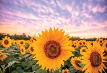 Sunflower Sunset | Obraz na stenu