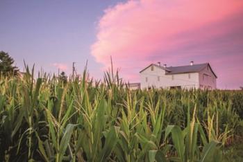 Corn Crop | Obraz na stenu