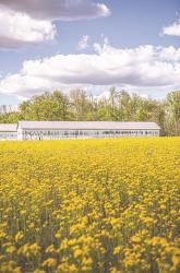 Field of Yellow I | Obraz na stenu