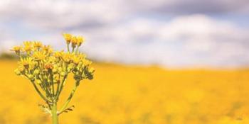 Field of Yellow II | Obraz na stenu